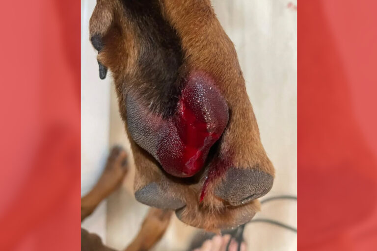 Primeras víctimas de la falta de limpieza en las «nuevas áreas caninas» de Leganés