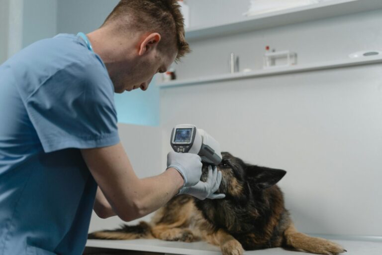 Veterinario, operarios y mecánicos: ofertas de empleo en Leganés