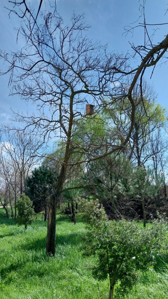 arroyo butarque leganes