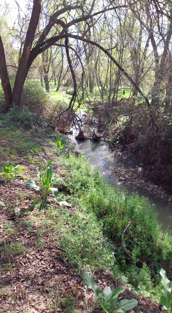 arroyo butarque leganes