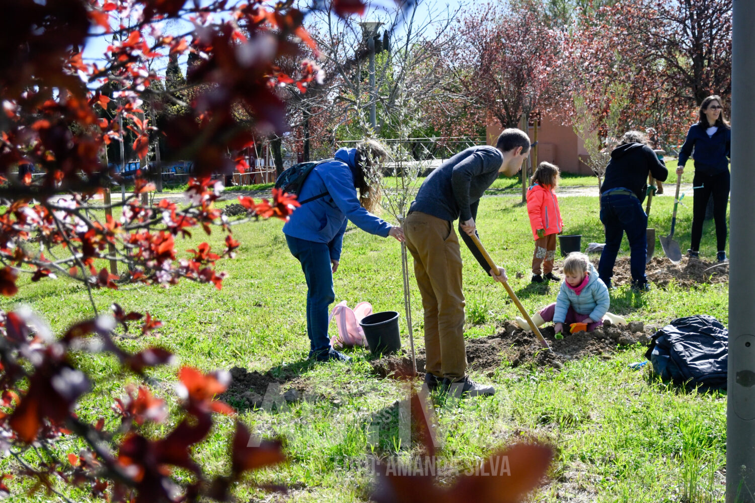 plantacion popular leganes arboles