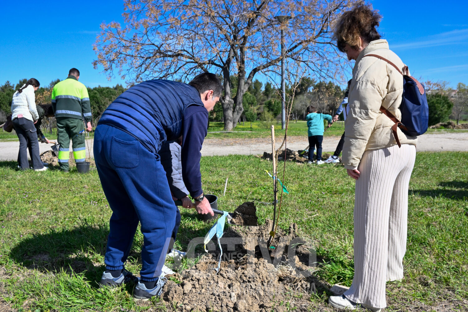 plantacion popular arboles