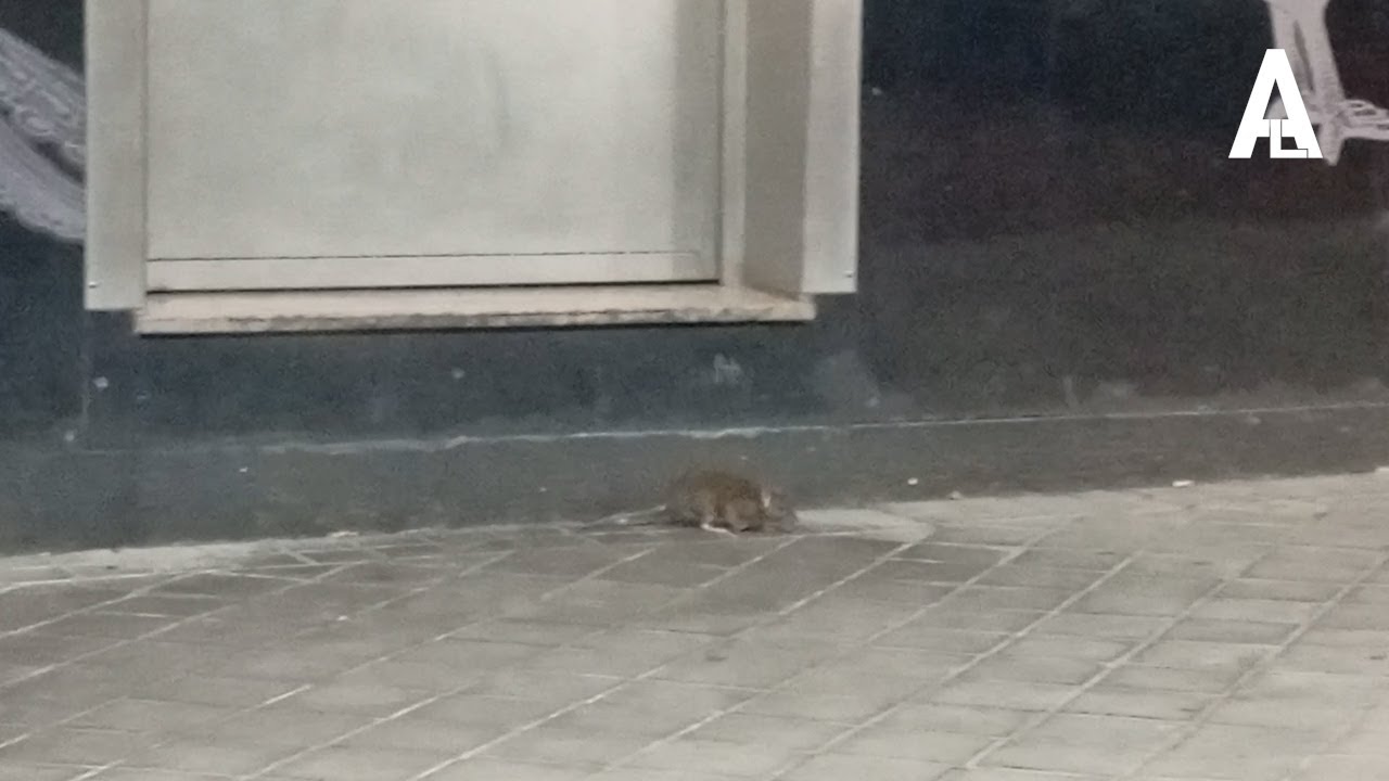 ratas en leganes
