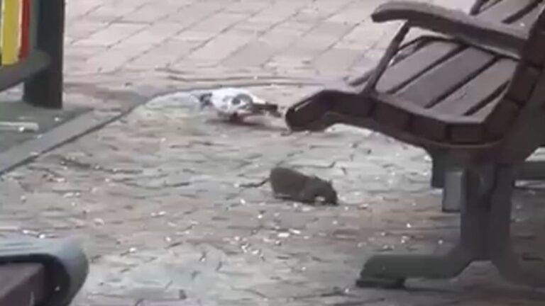 Alertan de la aparición de ratas en un parque infantil de Leganés