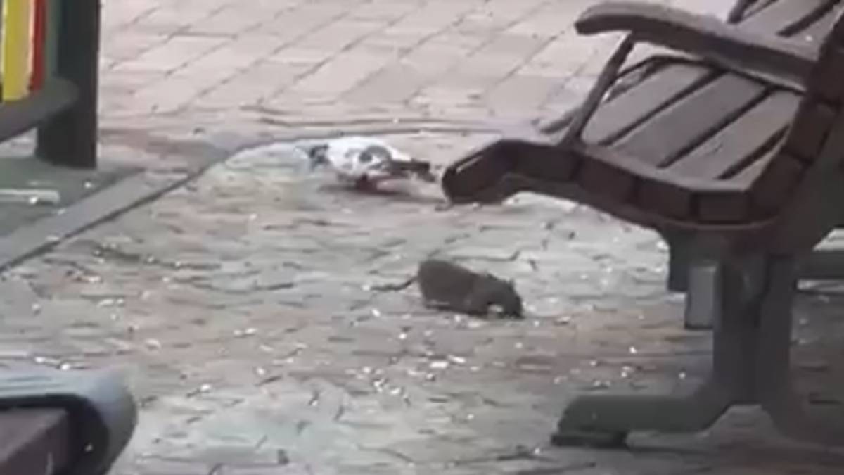 rata parque infantil leganes