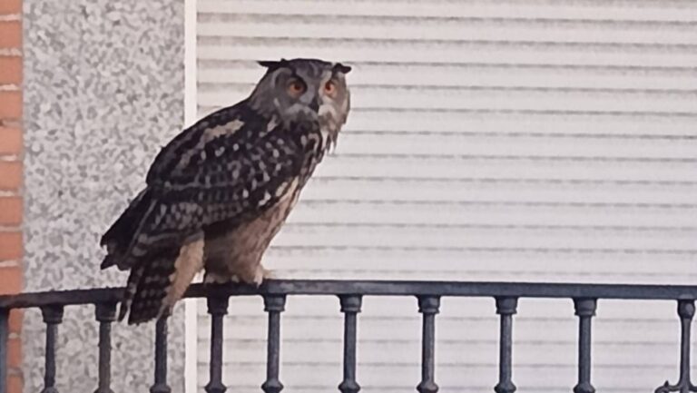 El búho real de Leganés se hace viral y se convierte en atracción local