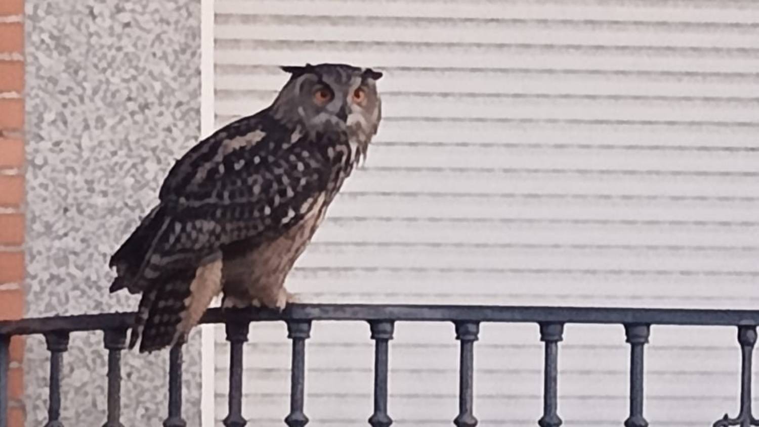 buho real leganes nessi