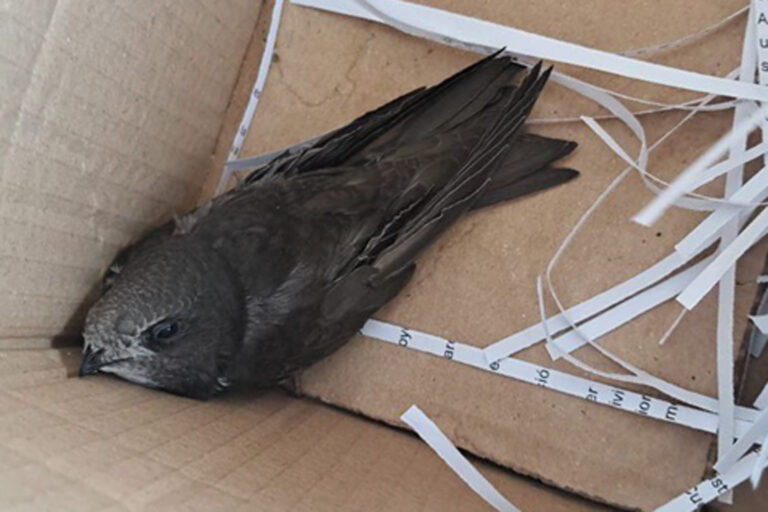 Sancionado en Leganés por destruir nidos de aves protegidas