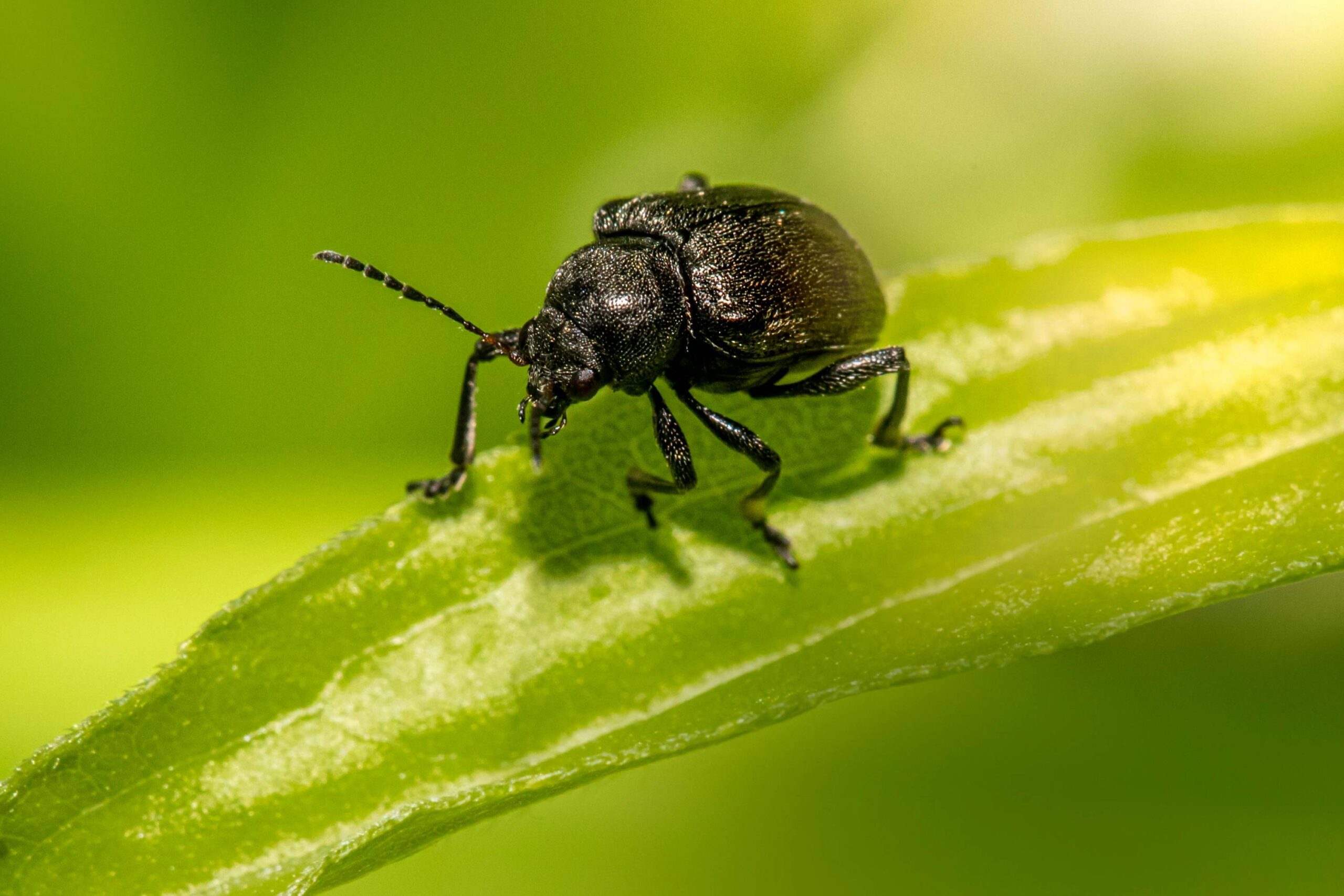 plaga galeruca leganes