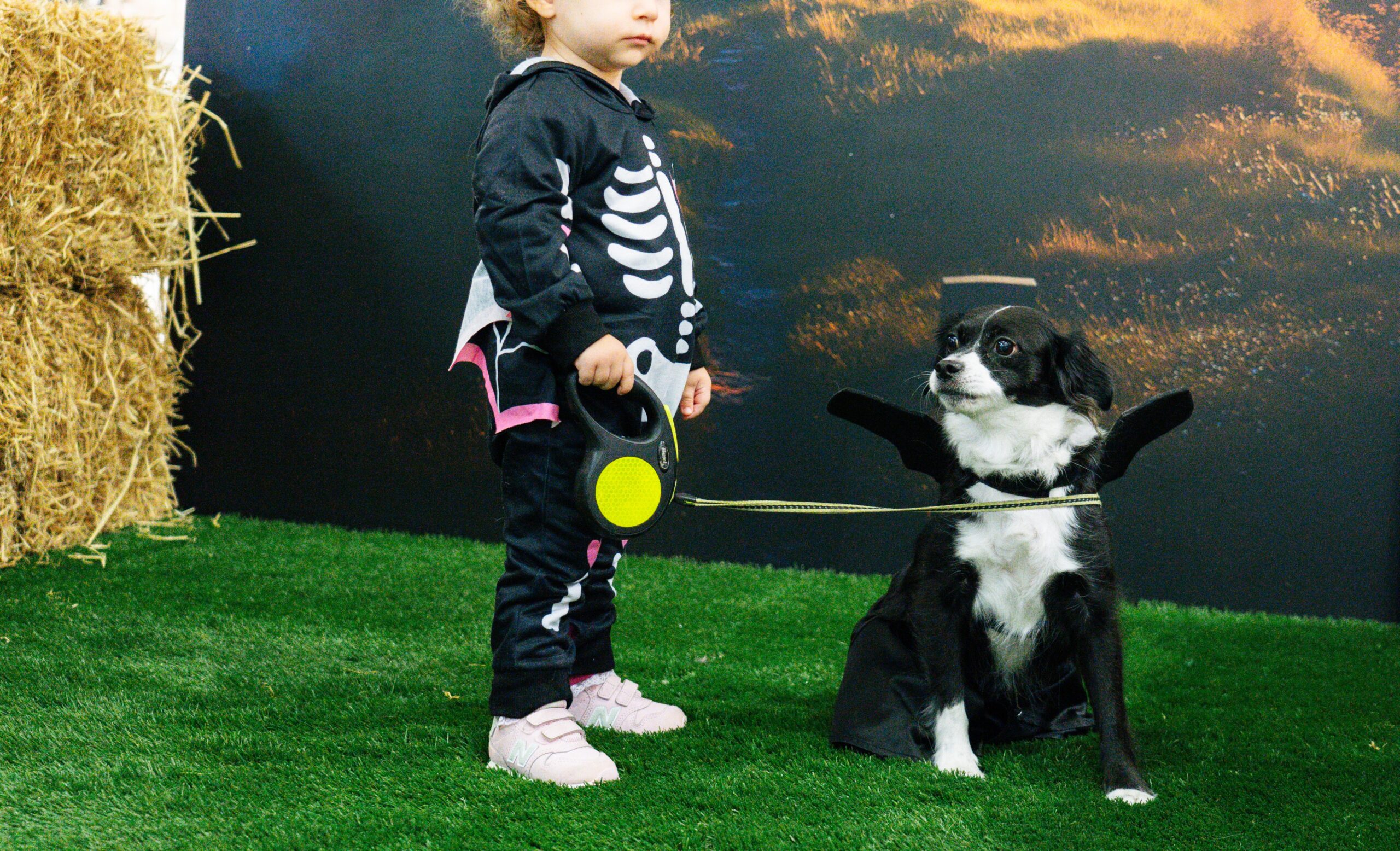 Concurso de perros Halloween_31