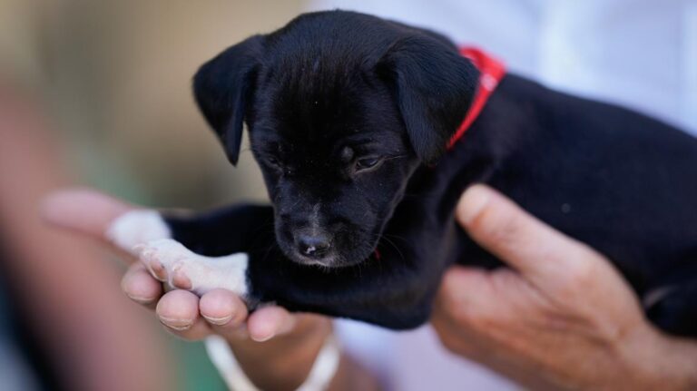 Leganés, presente en el XX Salón para la Adopción de Animales de Compañía Leganés, presente en el XX Salón para la Adopción de Animales de Compañía