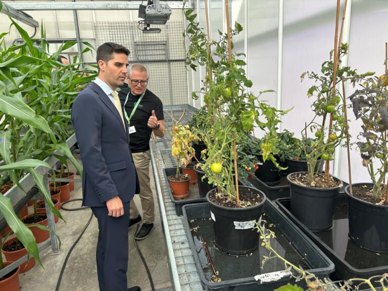 La Semana de la Ciencia y la Innovación en Madrid descubre tomates superevolucionados