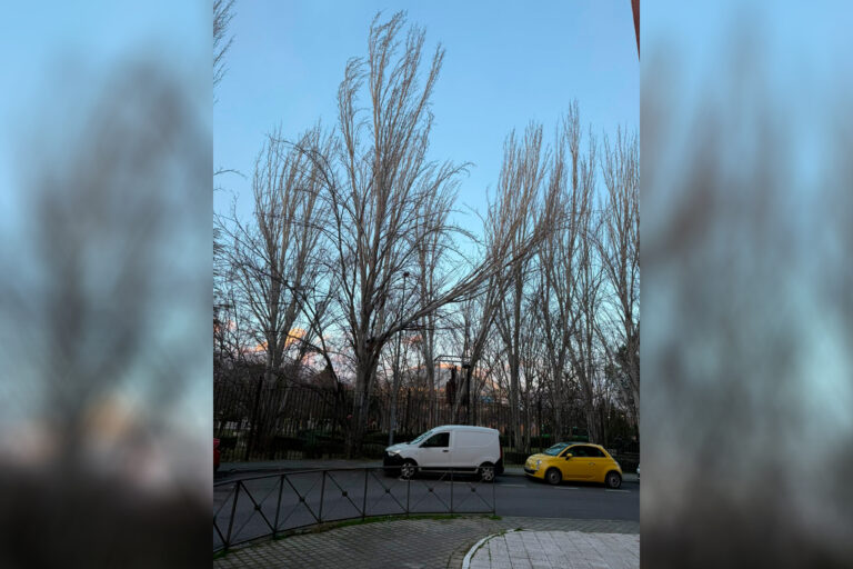 Cierran el Museo de las Esculturas de Leganés ante la caída de una rama