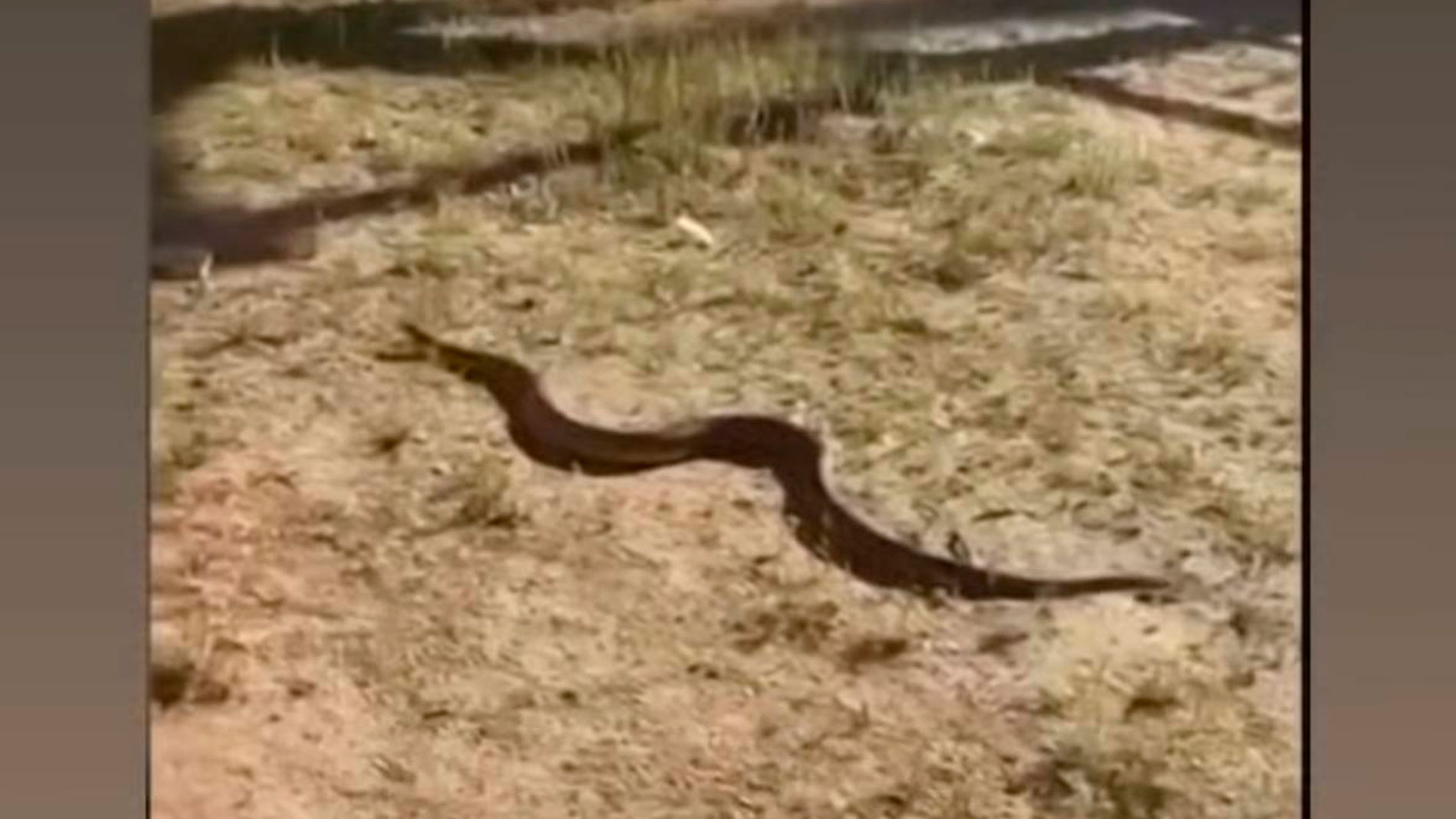 Culebra en un parque infantil de Leganés
