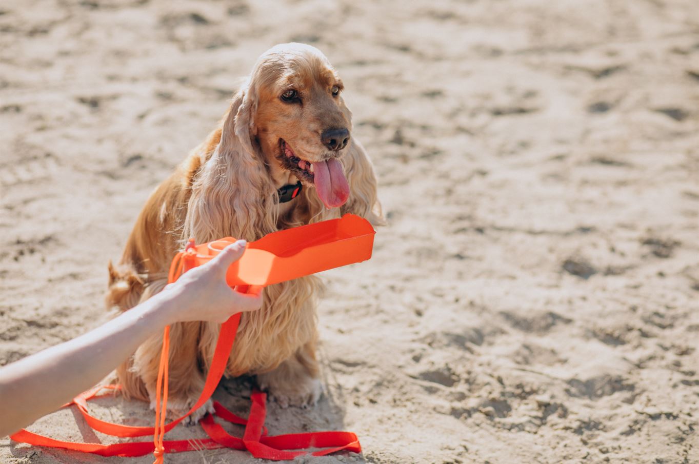 proteger perro del calor